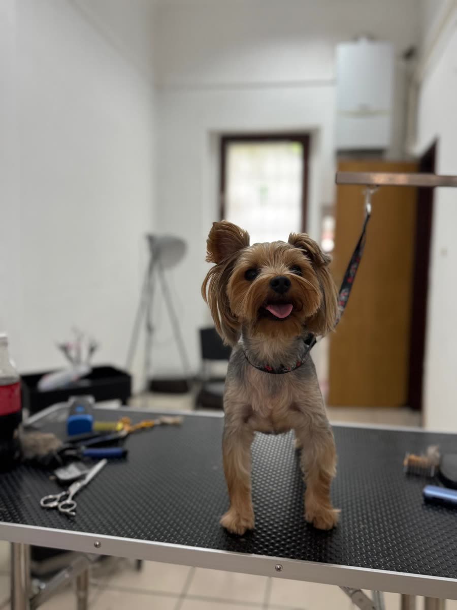 Yorkshire terrier nakon šišanja na stolu za njegu