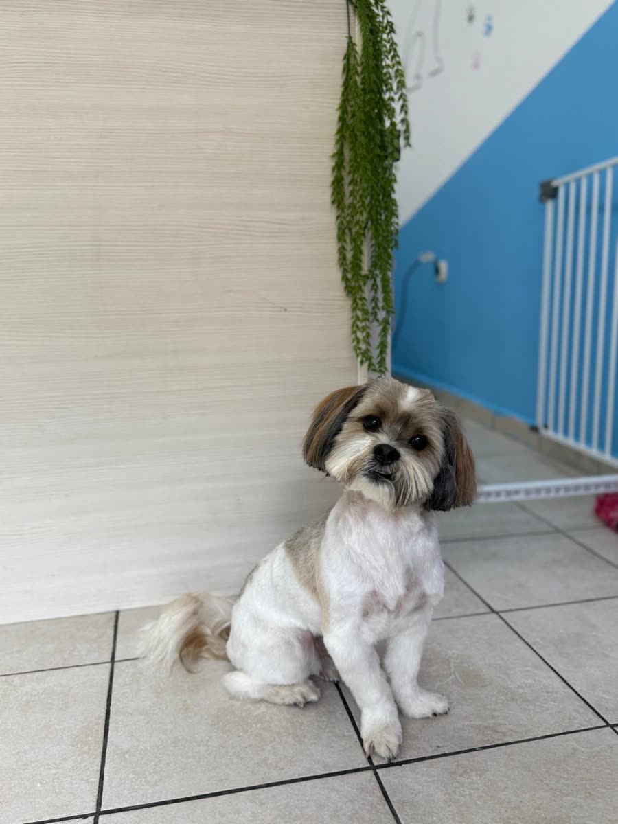 Shih tzu nakon uređivanja
