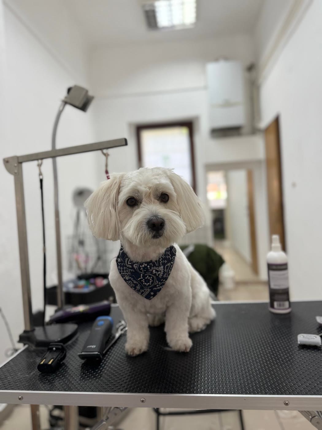 Uređeni bijeli pas s maramom u salonu BALU